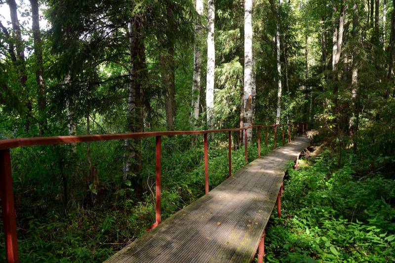 Деревянная тропа через лес